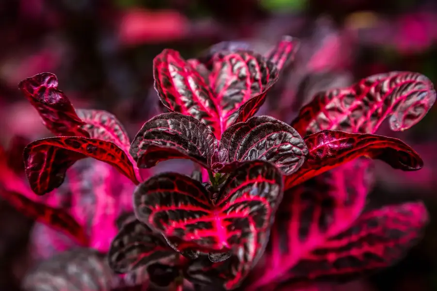 Macro photo of red-veined tropical leaves