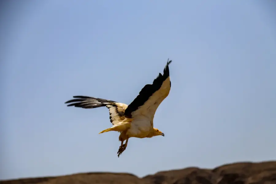 Egyptian vulture in flight against a blue sky, wildlife documentary